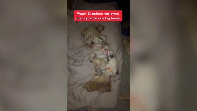 Dog owner lives with 13 golden retrievers after keeping whole litter of puppies