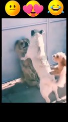 Try Not To Laugh|Funny  Dog Moments2022|Funny Dog Video #trending #funny #dog #english #USA