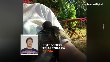 Ave aprendió a volar nuevamente gracias a una chica que la rescató