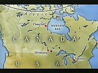 Nick's Quest In Search Of The Polar Bear