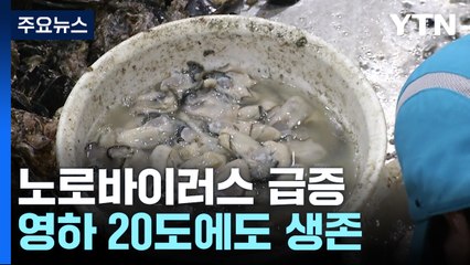 '겨울철 불청객' 노로바이러스 급증...영하 20도에도 생존 / YTN