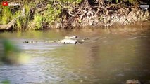 OMG ! Crocodile Swallows Their Prey Brutally And What Happened Next
