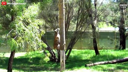 Stupid Monkey Destroys The Tiger's Hunt And The Horror What Happens Next