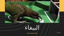 اجمل حيوانات اليفه للاطفال #Animals
