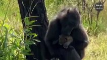 Baboons Kidnap Lion Cubs And Heartbreaking Ending - Wild Animal Life