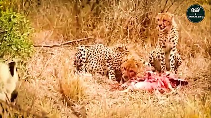 Cheetah Scratches Hyena With Sharp Claws