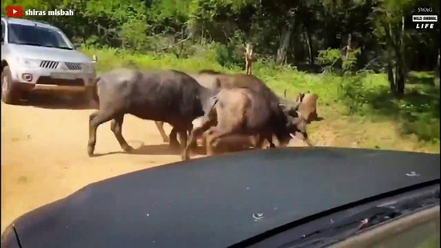 Claws vs Horns Look What Happen When Prey Take Down Predator With Their Horns