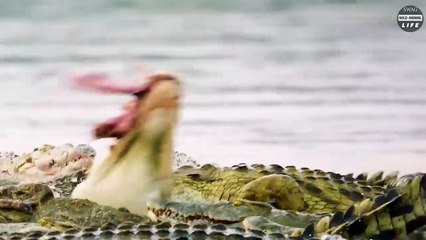 Crocodile Injured Seriously While Hunting And What Happened Next