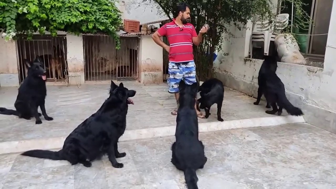 biggest German shepherds kennel in Punjab
