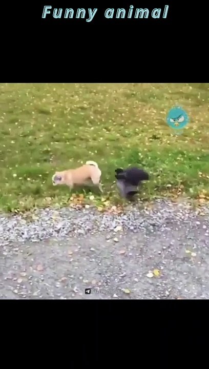 Funny animal