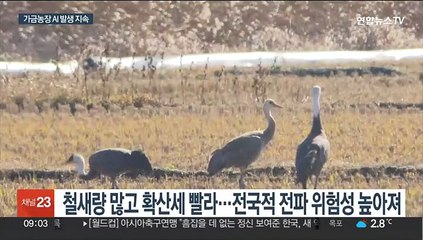 "올해 위험도↑"…고병원성 조류인플루엔자 대응 총력