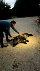 Petting a Wild Boar