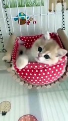 Cat in Jumping #Cat #Dog #Funny Moment #Funny Animal