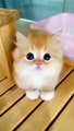 Kitten Cat #Cat #Dog #Funny Moment #Funny Animal