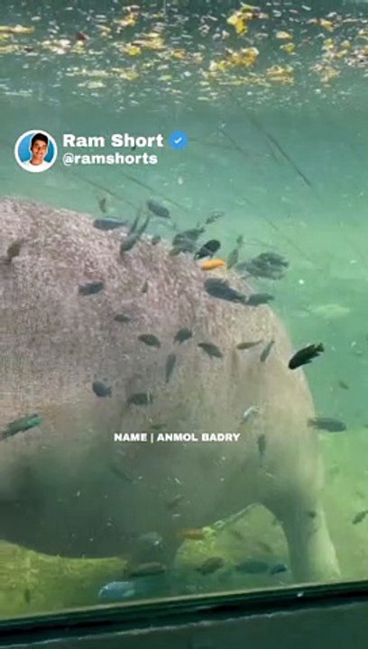 Big Animal | Ram Shorts   #ramshorts #shorts