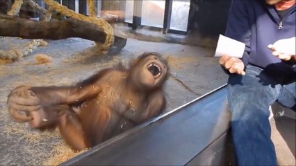 Monkeys react to magic