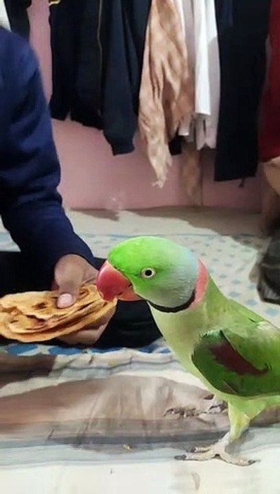 CUTE PARROT, TALKING PARROT, AMAZING TALKING PARROT, PARROT, BIRD, ALEXANDER PARROT, SPEAKING PARROT, BEST TALKING PARROT, DANCING TALKING PARROT