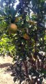 ORange cultivation ।।।  Orange  garden।।. কমলা বাগান  #orange