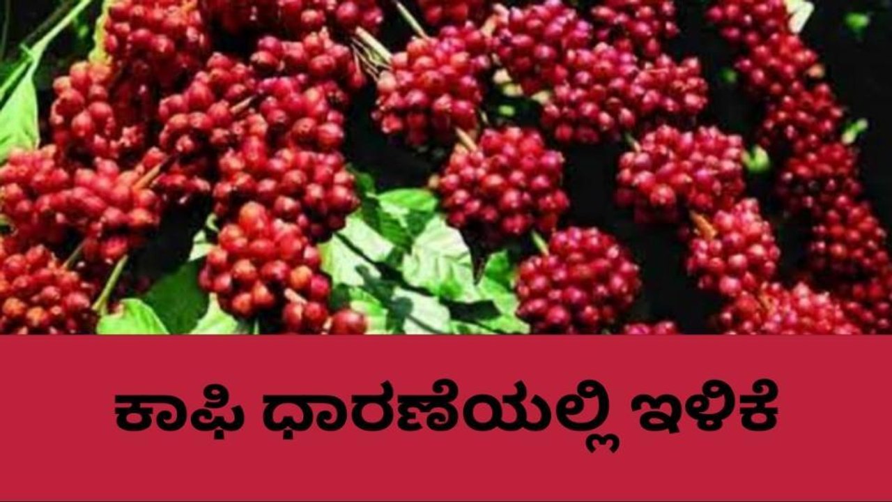 ಕೊಡಗು: ಕಾಫಿ ಬೆಲೆ ಕುಸಿತ; ಸಂಕಷ್ಟದಲ್ಲಿ ಬೆಳೆಗಾರ