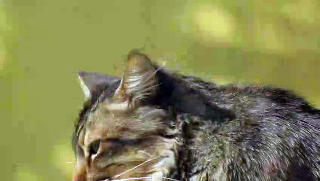 Angry cat