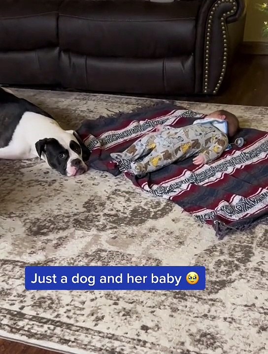 Kelakuan Lucu Anjing dan Bayi Manusia