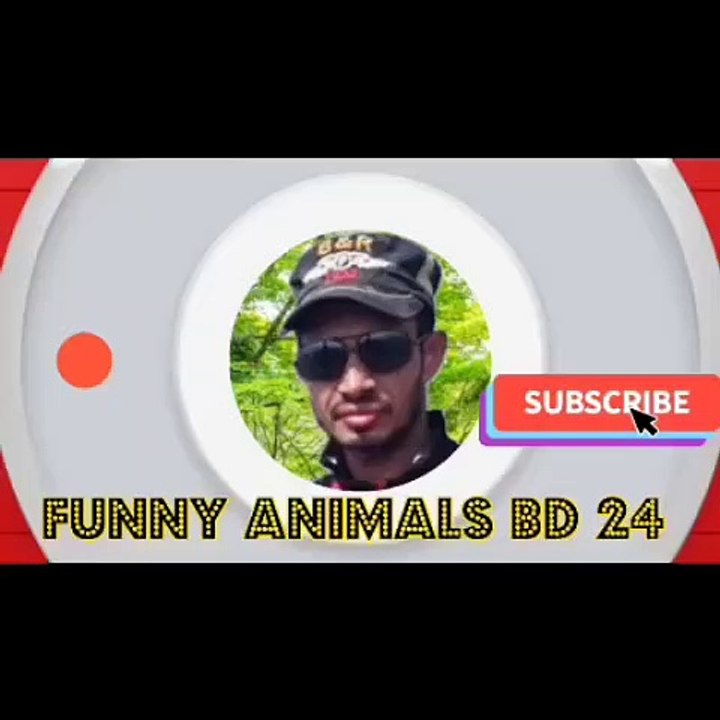 Funny animals
