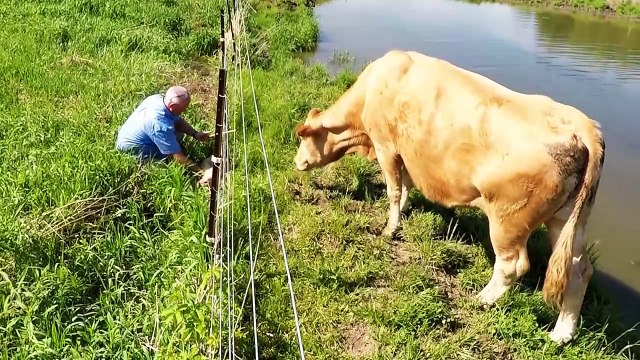 Worried Mama Cow Asks This Man To Rescue Her Newborn Calf
