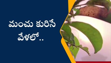 భువనగిరి: భారీగా కమ్మేసిన పొగమంచు