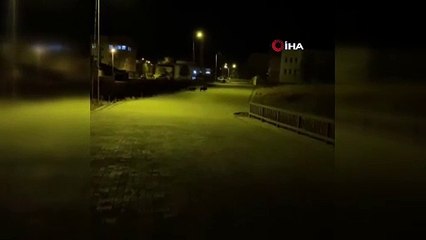 Aç kalan domuzlar şehir merkezine indi