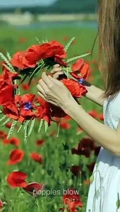 In Flanders Fields - A Tribute