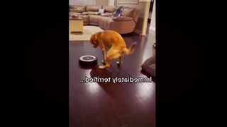 Funny Pets Videos 01 - Funny Animals 2022