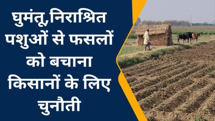 गाजीपुर: किसानों के लिए बड़ी मुसीबत बने घुमंतू पशु, जिम्मेदार नहीं दे रहे ध्यान