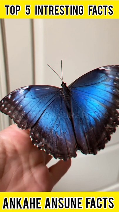 Top 5 Intresting facts #facts #shorts