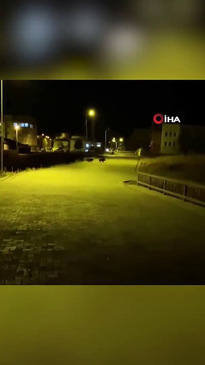 Akçakale'de Aç Kalan Domuzlar Şehir Merkezine İndi #shorts #erzurum #domuz #aşkale