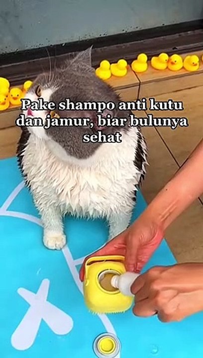 bath cat