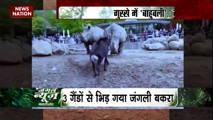 Jungle News : बबूनों के झूंड से घबराया तेंदुआ शिकार छोड़कर भागा | herd of baboons |