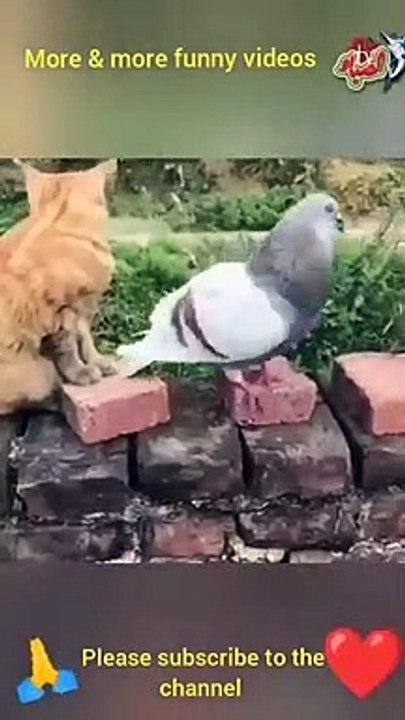 Best_Funny_Animal_Videos_-_Funniest_Cats_._sheep__.Dogs_.and_owl_
