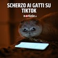 Uno scherzo per i gatti: il divertente trend di TikTok