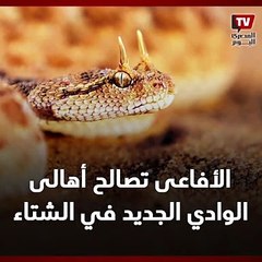 الأفاعى تصالح أهالي الوادي الجديد في الشتاء