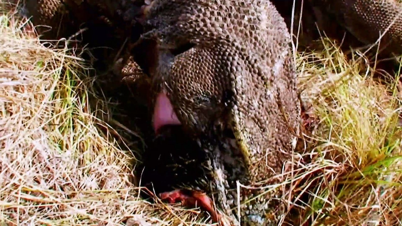 How Big Can It Get - Komodozilla