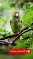 cute pacute parrot short||#viralshort #ytshort #trendingshort