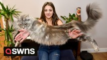 Animal lover says everyone thinks her enormous cat is a LION - and he's still growing