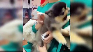 Baby Dogs - Cute and Funny Dog Videos Compilation #7 _ Aww Animals