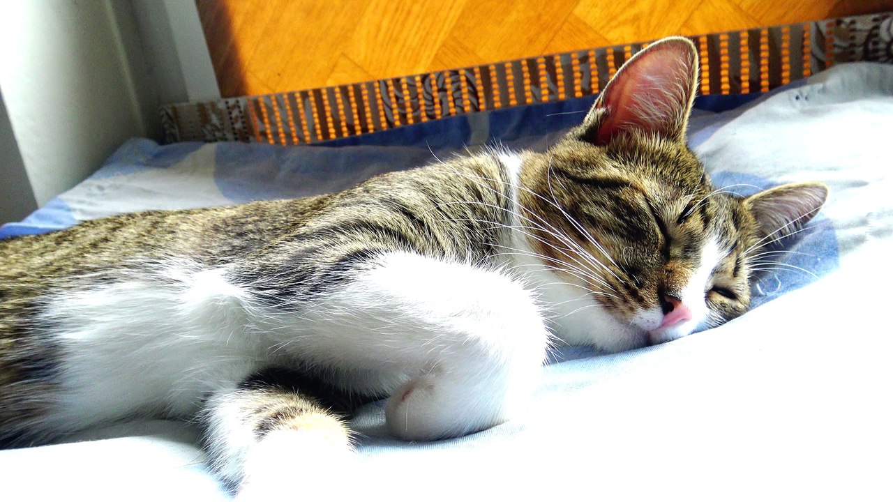 Lazy Sleepy Cat