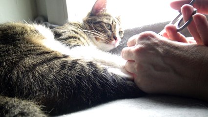 Purring Cat Has Its Little Claws Cut