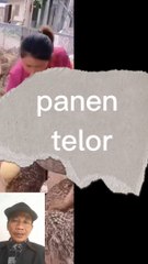 Telornya besar besar banget