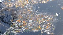 Ceyhan Nehri'nde toplu balık ölümleri