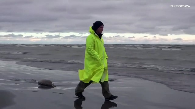 Массовая гибель краснокнижного каспийского тюленя