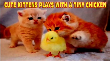 Cute Kittens Plays With A Tiny Chicken