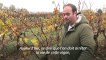 Dans le Bordelais en crise, des vignerons songent à arracher leurs vignes